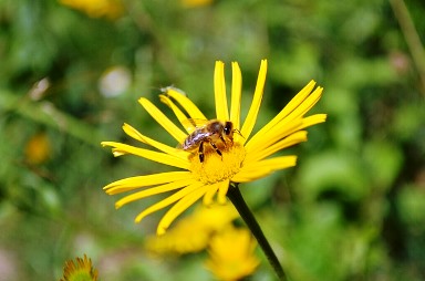 Bee - GRethexis - Pixabay