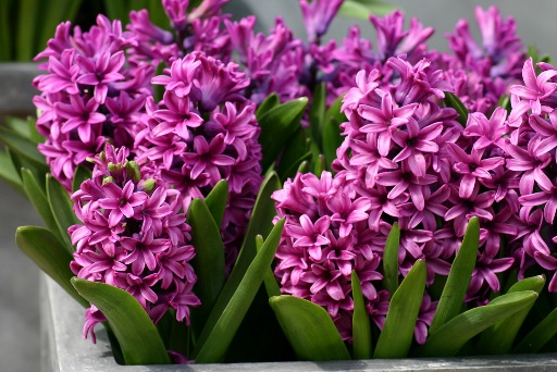Hyacinth_orientalis_s