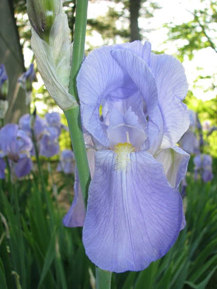 Iris florentiana